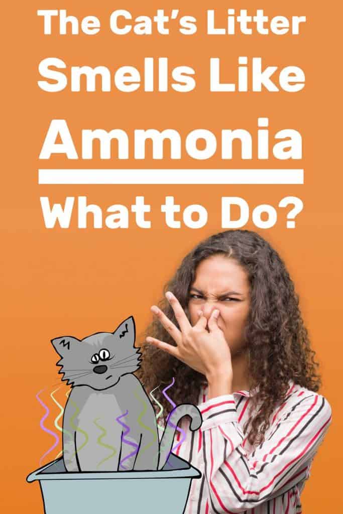 The Cat’s Litter Smells Like Ammonia - What to Do?